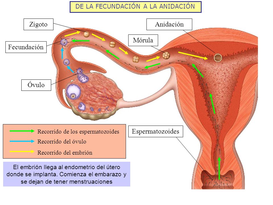 Implantacion del embrion